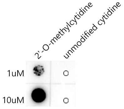 2'-O-methylcytidine/ Cm Monoclonal Antibody&nbsp;<img src="images/icon_newarrival.gif" alt="new" border="0">