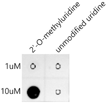 2'-O-methyluridine(Um) Monoclonal Antibody&nbsp;<img src="images/icon_newarrival.gif" alt="new" border="0">