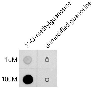 2'-O-Methylguanosine(Gm) Monoclonal Antibody&nbsp;<img src="images/icon_newarrival.gif" alt="new" border="0">