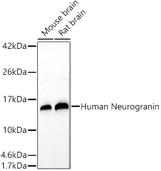 Human Neurogranin Polyclonal Antibody&nbsp;<img src="images/icon_newarrival.gif" alt="new" border="0">