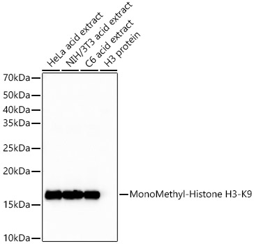 MonoMethyl-Histone H3-K9 Monoclonal Antibody&nbsp;<img src="images/icon_newarrival.gif" alt="new" border="0">