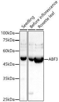 ABF3 Polyclonal Antibody&nbsp;<img src="images/icon_newarrival.gif" alt="new" border="0">