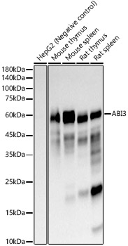 ABI3 Monoclonal Antibody&nbsp;<img src="images/icon_newarrival.gif" alt="new" border="0">