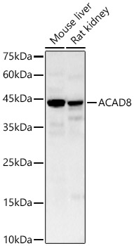 ACAD8 Polyclonal Antibody&nbsp;<img src="images/icon_newarrival.gif" alt="new" border="0">