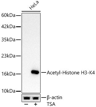 Acetyl-Histone H3-K4 Monoclonal Antibody&nbsp;<img src="images/icon_newarrival.gif" alt="new" border="0">
