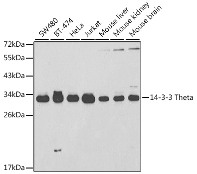 14-3-3 Theta Polyclonal Antibody&nbsp;<img src="images/icon_newarrival.gif" alt="new" border="0">