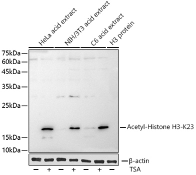Acetyl-Histone H3-K23 Monoclonal Antibody&nbsp;<img src="images/icon_newarrival.gif" alt="new" border="0">