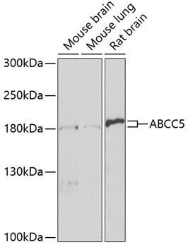 ABCC5 Polyclonal Antibody&nbsp;<img src="images/icon_newarrival.gif" alt="new" border="0">