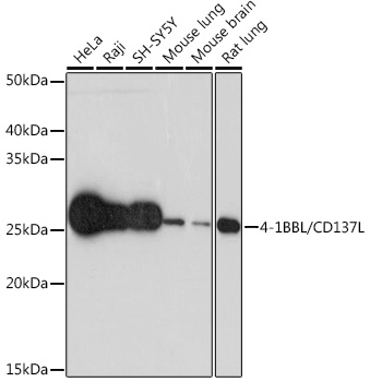4-1BBL/CD137L Monoclonal Antibody&nbsp;<img src="images/icon_newarrival.gif" alt="new" border="0">