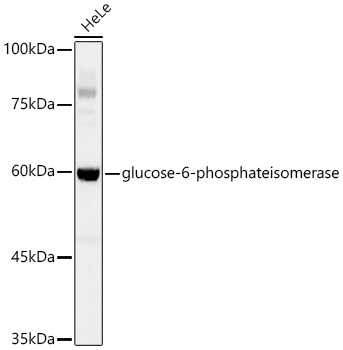 glucose-6-phosphate isomerase Monoclonal Antibody&nbsp;<img src="images/icon_newarrival.gif" alt="new" border="0">