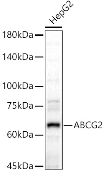 ABCG2 Polyclonal Antibody&nbsp;<img src="images/icon_newarrival.gif" alt="new" border="0">