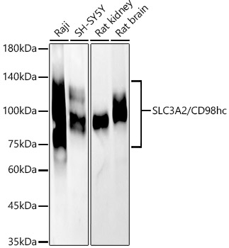 SLC3A2/CD98hc Polyclonal Antibody&nbsp;<img src="images/icon_newarrival.gif" alt="new" border="0">