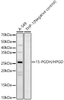 15-PGDH/HPGD Polyclonal Antibody&nbsp;<img src="images/icon_newarrival.gif" alt="new" border="0">