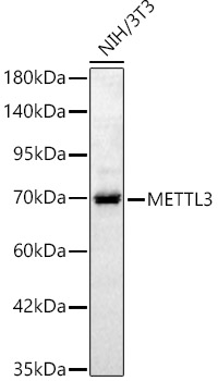 METTL3 Polyclonal Antibody&nbsp;<img src="images/icon_newarrival.gif" alt="new" border="0">