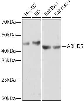 ABHD5 Monoclonal Antibody&nbsp;<img src="images/icon_newarrival.gif" alt="new" border="0">