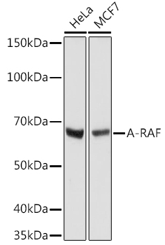 A-RAF Monoclonal Antibody&nbsp;<img src="images/icon_newarrival.gif" alt="new" border="0">