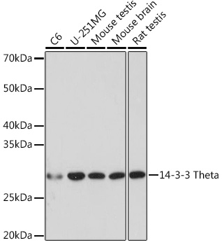14-3-3 Theta Monoclonal Antibody&nbsp;<img src="images/icon_newarrival.gif" alt="new" border="0">