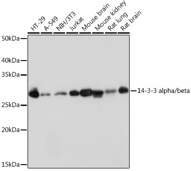 14-3-3 alpha/beta Monoclonal Antibody&nbsp;<img src="images/icon_newarrival.gif" alt="new" border="0">