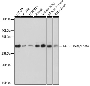 14-3-3 beta/zeta Monoclonal Antibody&nbsp;<img src="images/icon_newarrival.gif" alt="new" border="0">