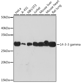 14-3-3 gamma Monoclonal Antibody&nbsp;<img src="images/icon_newarrival.gif" alt="new" border="0">