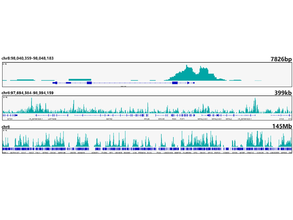 Acetyl-Histone H3-K18 Monoclonal Antibody&nbsp;<img src="images/icon_newarrival.gif" alt="new" border="0">