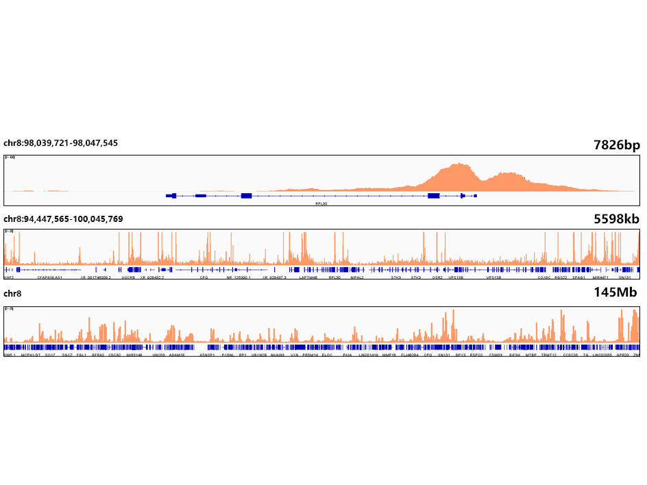 Acetyl-Histone H3-K27 Monoclonal Antibody&nbsp;<img src="images/icon_newarrival.gif" alt="new" border="0">