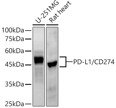 PD-L1/CD274 Monoclonal Antibody&nbsp;<img src="images/icon_newarrival.gif" alt="new" border="0">