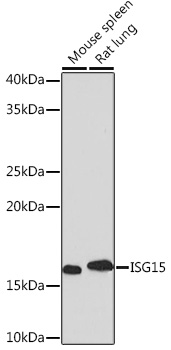 ISG15 Monoclonal Antibody&nbsp;<img src="images/icon_newarrival.gif" alt="new" border="0">