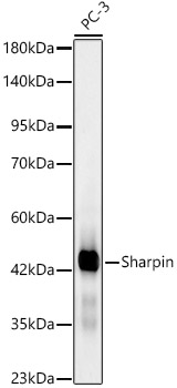 Sharpin Monoclonal Antibody&nbsp;<img src="images/icon_newarrival.gif" alt="new" border="0">