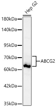 ABCG2 Monoclonal Antibody&nbsp;<img src="images/icon_newarrival.gif" alt="new" border="0">