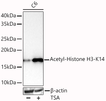 Acetyl-Histone H3-K14 Monoclonal Antibody&nbsp;<img src="images/icon_newarrival.gif" alt="new" border="0">