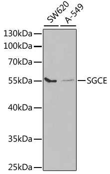 SGCE Polyclonal Antibody