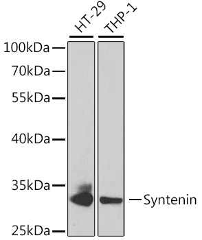 Syntenin Polyclonal Antibody