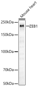 ZEB1 Polyclonal Antibody