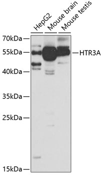 HTR3A Polyclonal Antibody
