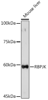 RBPJK Polyclonal Antibody