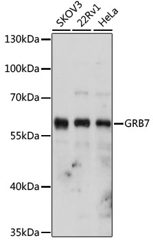 GRB7 Polyclonal Antibody
