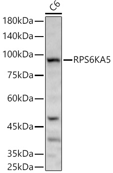 RPS6KA5 Polyclonal Antibody