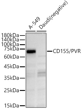 CD155/PVR Polyclonal Antibody