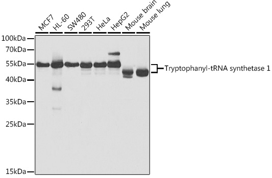 Tryptophanyl-tRNA synthetase 1 Polyclonal Antibody