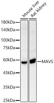 MAVS Polyclonal Antibody