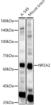 NR5A2 Polyclonal Antibody