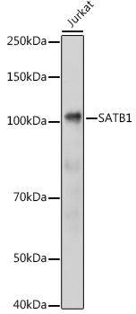 SATB1 Polyclonal Antibody