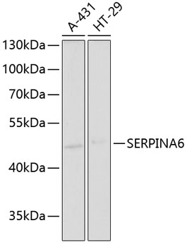 SERPINA6 Polyclonal Antibody