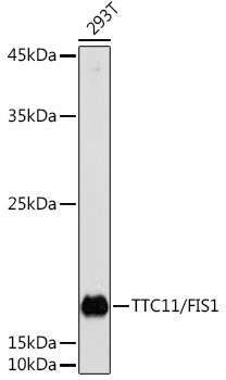 TTC11/FIS1 Polyclonal Antibody