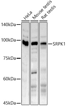SRPK1 Polyclonal Antibody