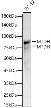 MTDH Polyclonal Antibody