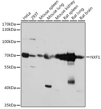 NXF1 Polyclonal Antibody