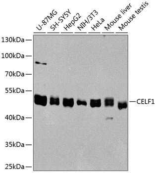 CELF1 Polyclonal Antibody