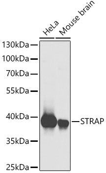 STRAP Polyclonal Antibody